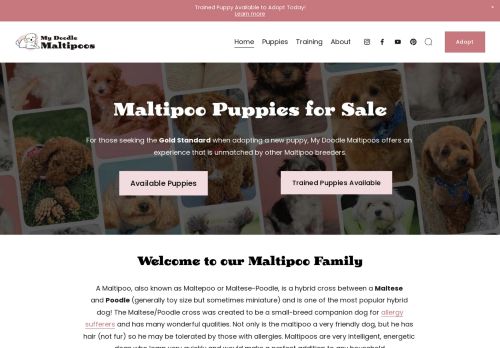 Maltipoo Puppies for Sale (10-year health guarantee, Obedience Training Optional)
