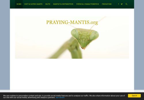 Home - Praying Mantis