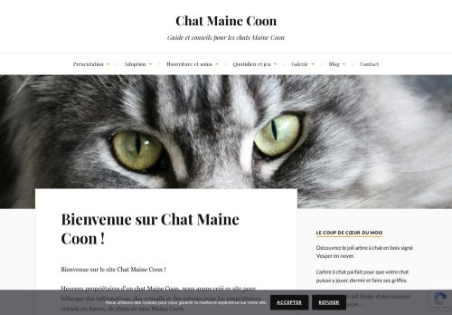 Chat Maine Coon : guide, conseils et soins