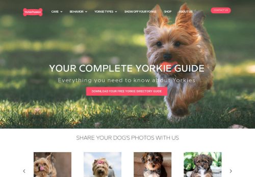 Your Complete Yorkie Guide - Yorkie Passion