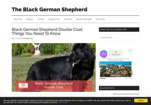 The Black German Shepherd - Black German Shepherd Dog, History, Breeds, Puppies
