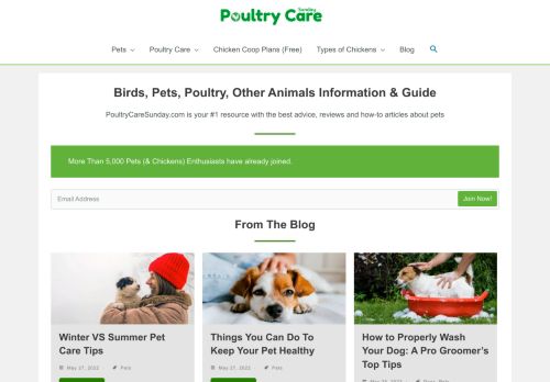 Birds, Pets, Poultry, Other Animals Information & Guide | Poultry Care Sunday
