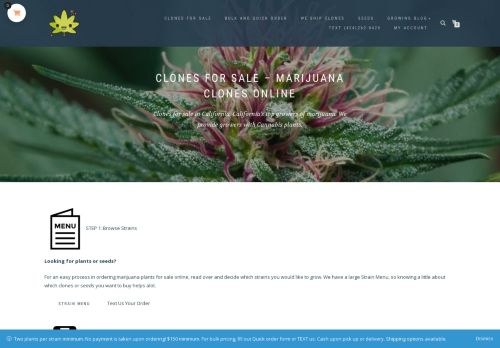 Clones For Sale | Marijuana Nursery | Buy Clones Online
